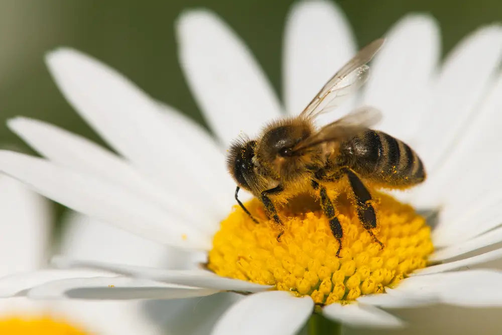 Nahaufnahme einer Biene, die auf einer weißen Blüte mit gelbem Blütenzentrum sitzt und Nektar sammelt.