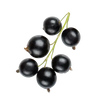 Aalbessenpulp