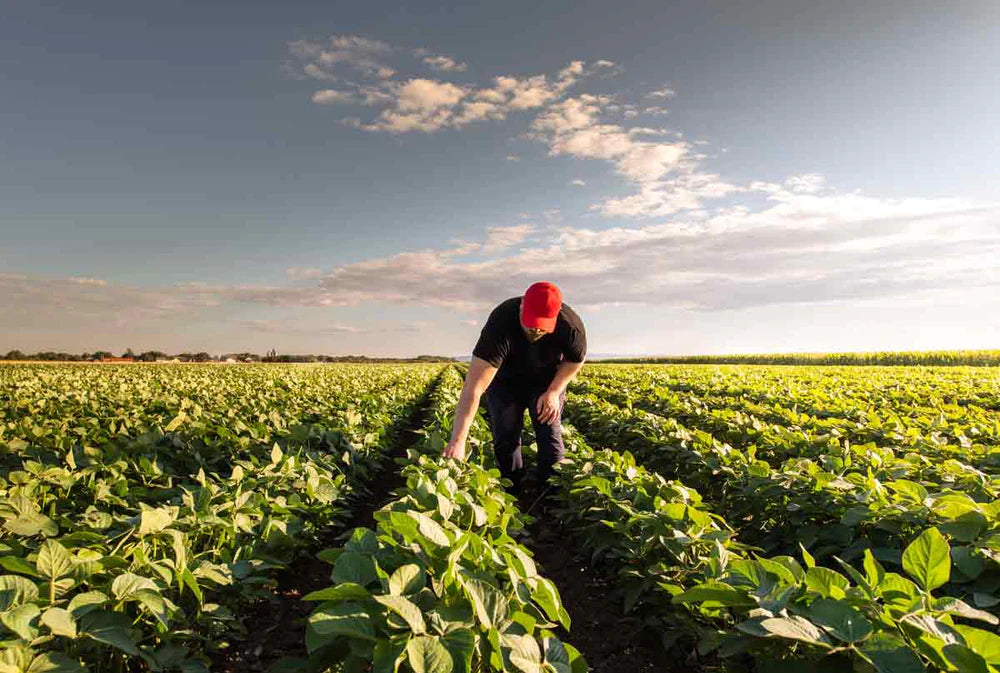 Landwirt, der in einem weitläufigen Sojafeld arbeitet. Der Mann, der eine rote Kappe und dunkle Kleidung trägt, beugt sich über eine der Pflanzenreihen, als würde er sie überprüfen oder pflegen. Das Feld erstreckt sich bis zum Horizont, während der Himmel klar ist und nur wenige Wolken am Himmel zu sehen sind, was eine ruhige und friedliche ländliche Szene vermittelt.